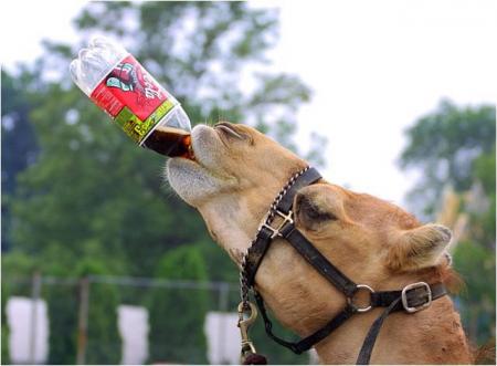 Ca doit etre bon de boire du coca-cola !!! lol