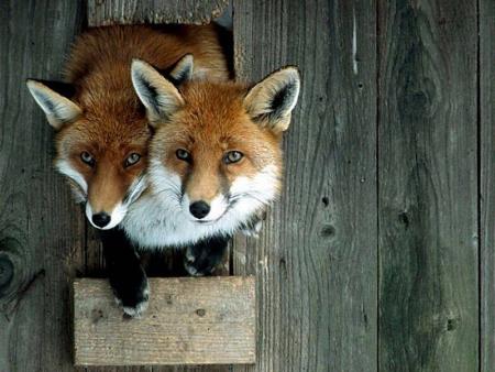 qu'ils sont mignon!!!