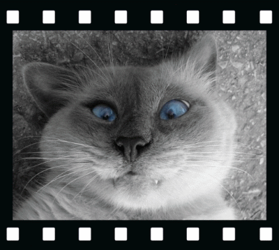 il a de beaux yeux vous ne trouvez pas !