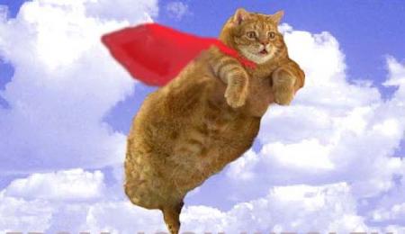 waaaaaaaaoooooouuuuuuuuuuuuuu ! un chat volant !!lol lol 