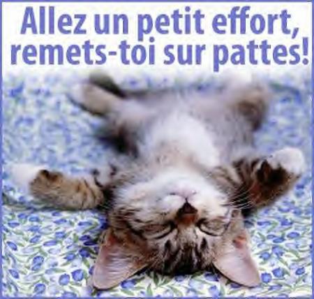 Le pauvre minou il est fatigu� !!!