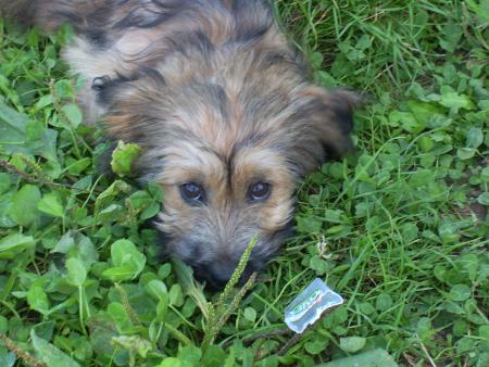 La petite chienne de ma m�re elle s'appelle RITA