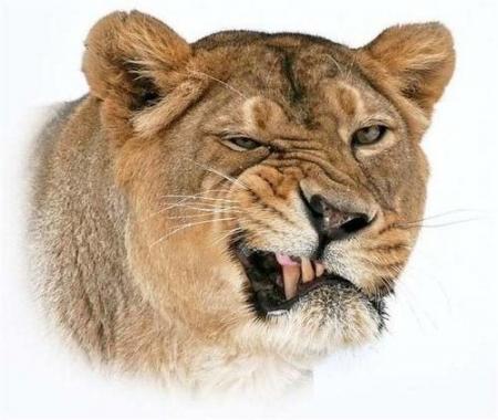 Quelle belle gueule !! n'estce-pas !!!! lol !!!!