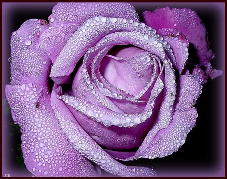 Une rose pour souhaiter � tous mes ami(e)s une tr�s bonne journ�e !!!