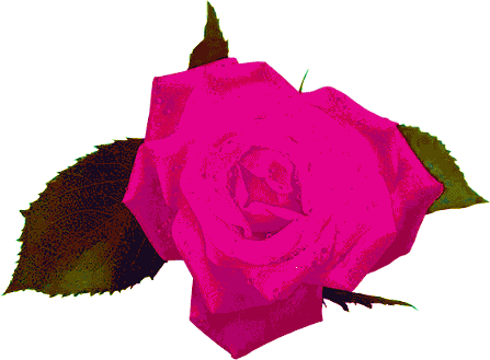 La rose d'amitier