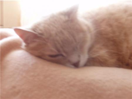 Le chat de mon parrain