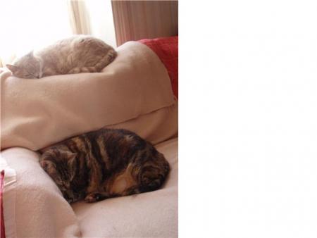 Et voici les deux minoux � mon parrain !!