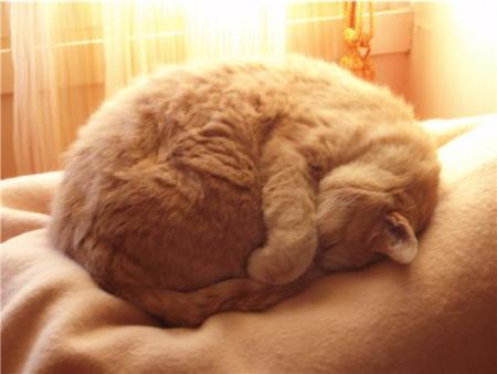 Le chat de mon parrain (le meme que celui dans desous )